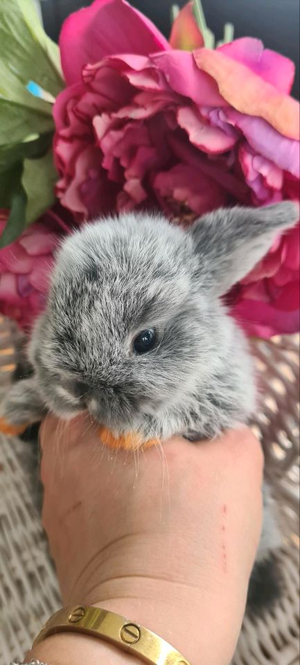 ❤️ MiniLop ❤️ Hasenbaby Zwergwidder Zwergkaninchen Hase Kaninchen in Haimhausen