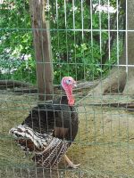 Puten Eier bronze und rot Sachsen - Zittau Vorschau