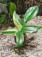 Philodendron Florida Beauty Bayern - Egloffstein Vorschau