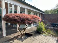 Japanischer Fächerahorn, ähnlich Bonsai, groß Nordrhein-Westfalen - Grevenbroich Vorschau