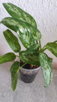 Zimmerpflanze Aglaonema treubii variegat Sachsen-Anhalt - Magdeburg Vorschau