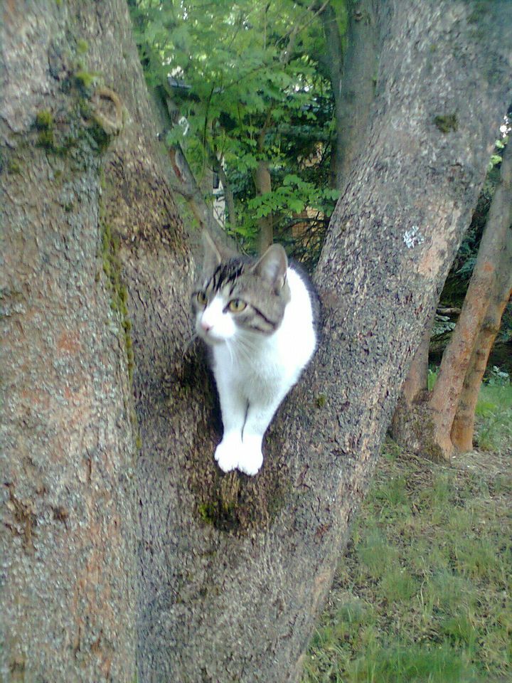 Vermisst Kater Katze in Bersteland