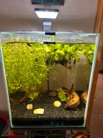 Aquael Cube Aquarium mit Filter und Lampe Yellow fire Garnelen Humptrup - Humptrup Vorschau