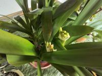 Clivia/Klivie/Geldbaum/indische Begonie/Drachenbaum Rheinland-Pfalz - Bruchmühlbach-Miesau Vorschau