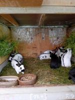 Kleinschecken schwarz, Kaninchen, Hasen Sachsen - Gersdorf Vorschau