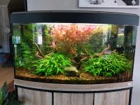 Fluval Vincenca 180L Aquarium Niedersachsen - Oberlangen Vorschau