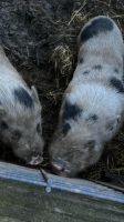 2 Minipigs 4 Jahre Hessen - Weilmünster Vorschau