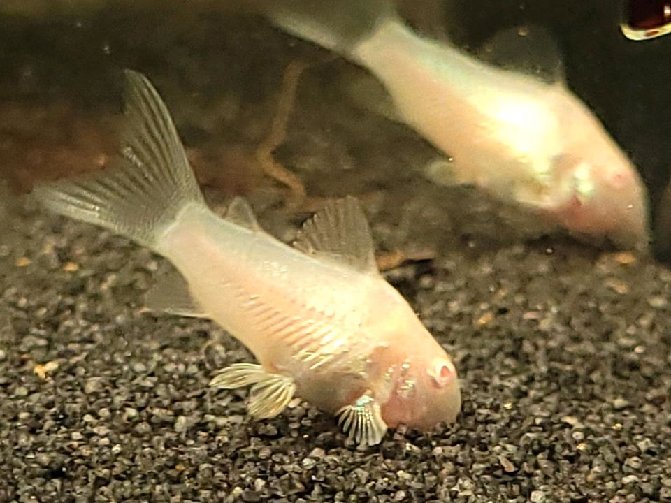 Corydoras Albino Aeneus / Panzerwelse in Rödinghausen