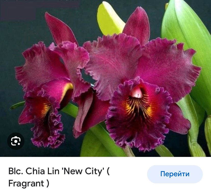 Orchideen Cattleyas Chia Lin in München