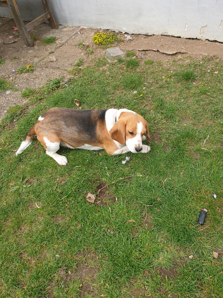 Beagle zu verkaufen in Otting