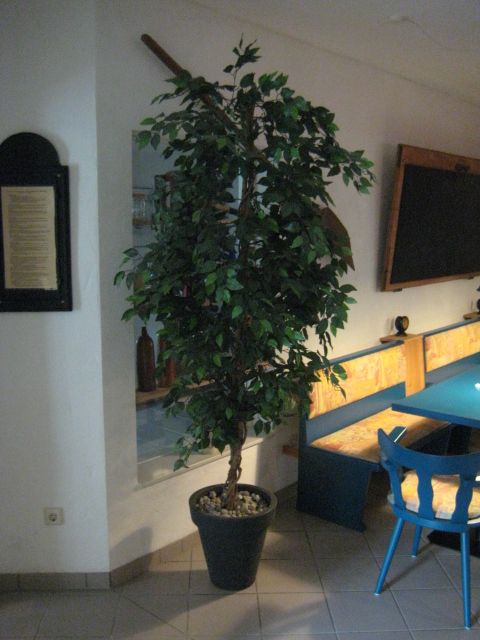 Palme Pflanze Deko Blume Kunstpflanze Topfblume in Niedersachsen -  Isenbüttel | eBay Kleinanzeigen ist jetzt Kleinanzeigen