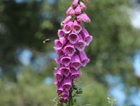 Staudenset in Magenta / Rosa winterhart Niedersachsen - Harsefeld Vorschau