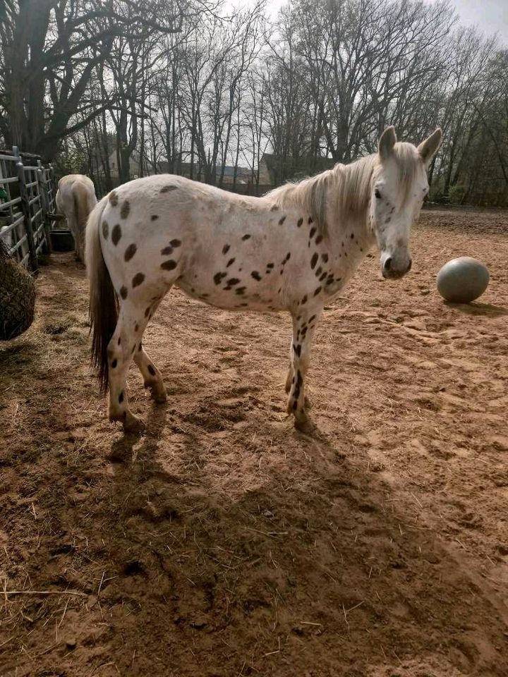 Quarter Pony in Sonderfarbe, Enkeltochter von Tivio Tiny Toon in Müncheberg