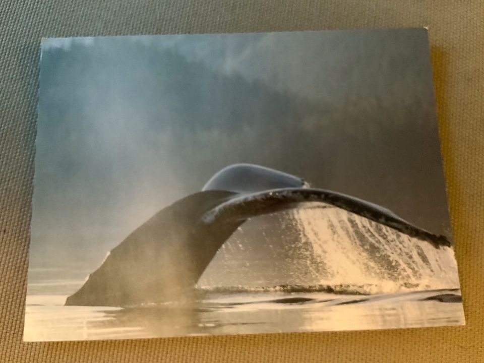 Postkarte: Wal Fluke Schwanzflosse in Hamburg