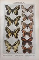 Vintage Poster Druck Schmetterlinge Insekten Biologie Schautafel Berlin - Charlottenburg Vorschau