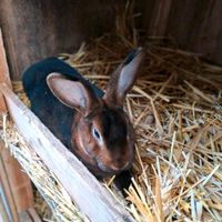 Hasen/Kaninchen/Castor Rex Rammler Sachsen - Elterlein Vorschau