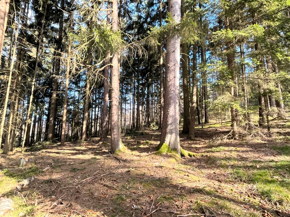 Waldgrundstück bei Lenau zu verkaufen in Kulmain