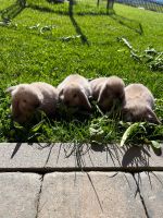 Mini Lop Kaninchen Bayern - Peißenberg Vorschau