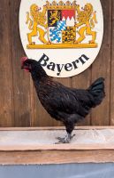 Huhn, Gockel, Hühner, Maran reinrassig Bayern - Karlskron Vorschau