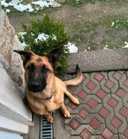 Suche dringend Haus (gerne Mietkauf) mit Haltung Schäferhund mögl Thüringen - Arnstadt Vorschau