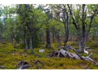 Suche Wiese, Wald, Grünland, Acker Nordrhein-Westfalen - Marl Vorschau