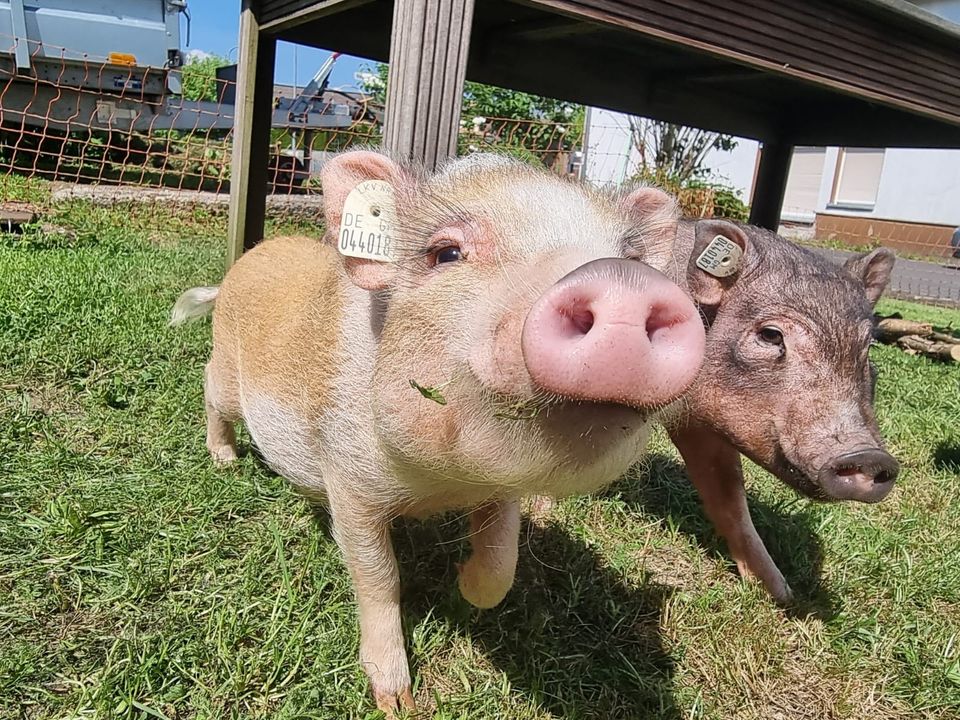 Klein-Schweine abzugeben, Bruder und Schwester, handzahm in Breitscheid