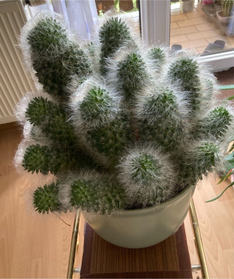 Kakteen Mammillaria in Magdeburg