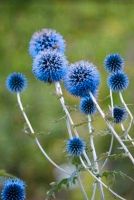 Kugeldistel Jungpflanze Staude Garten Bienenfreundlich Nordrhein-Westfalen - Voerde (Niederrhein) Vorschau