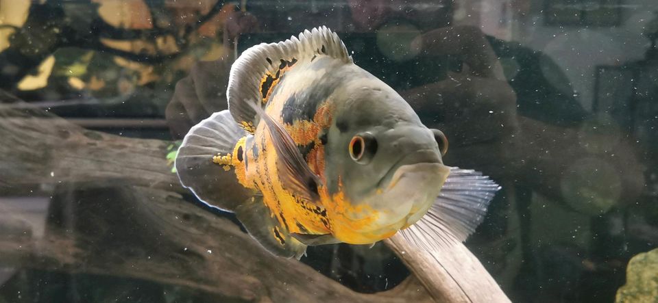 Astronotus ocellatus Oscar red Tiger Barsch Aquarium in Krumbach Schwaben