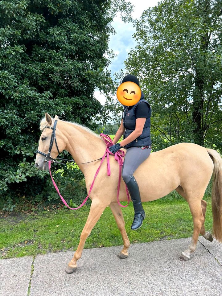 Spanier Cruzado Stute Palomino in Thedinghausen