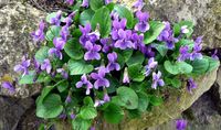 Duftveilchen Viola violett mehrjährig getopft Sachsen - Striegistal Vorschau