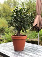 Ficus Ginseng Bonsai Nordrhein-Westfalen - Werther (Westfalen) Vorschau