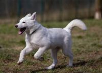 MIA & KIRA - schneeweisse Hundemädels voller Lebensfreude Rheinland-Pfalz - Reinsfeld Vorschau