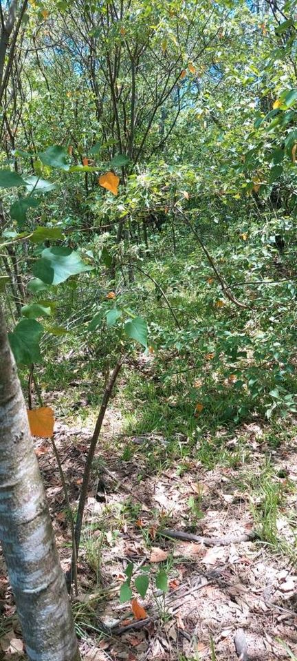 Grundstück mit 10,75 Hektar in Yatayty del Guaira Paraguay in Burkhardtsdorf