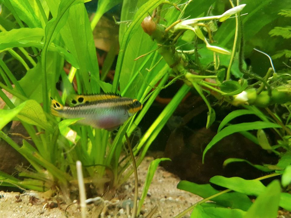 Pelvicachromis taeniatus nigeria red in Kamen