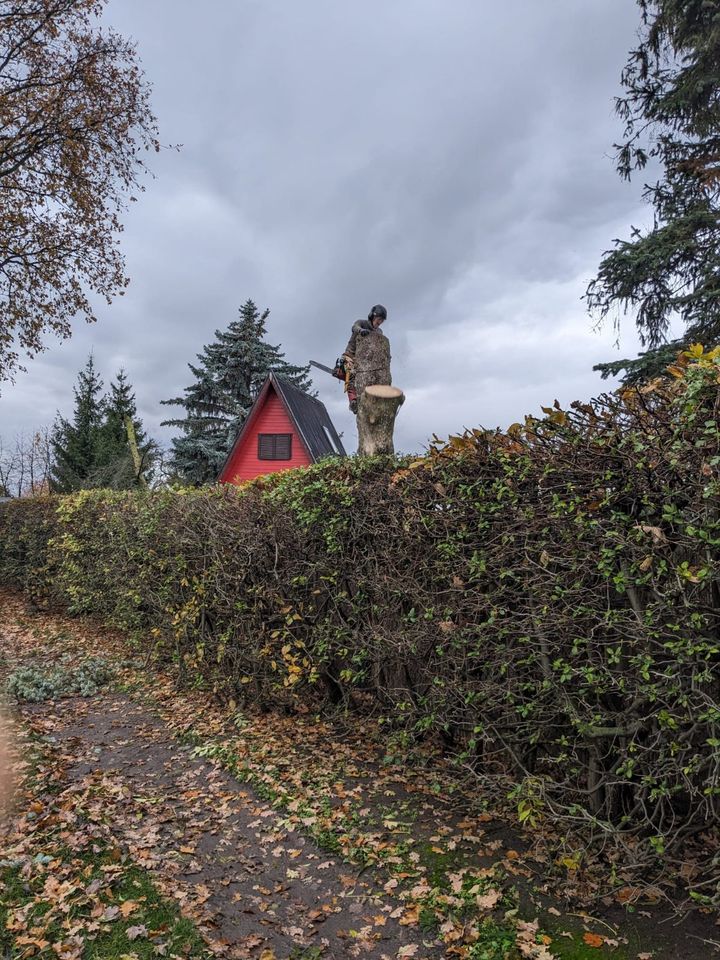 Baumpflege,Obstbaumschnitt,Heckenschnitt,,Fällung,Konrolle in Rochlitz