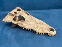 Terrarium Deko künstlich Krokodil Schädel Knochen Brandenburg - Potsdam Vorschau