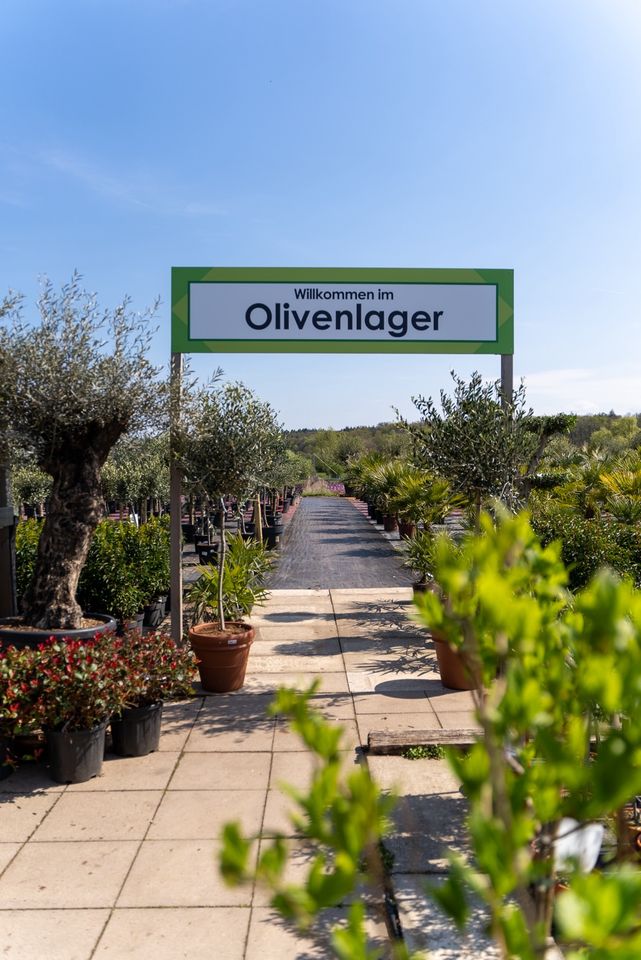 NEU Olivenbaum/verzweigte Krone/Olea europaea/winterhart in Rodenbach