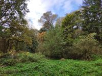 Wald zu pachten (vielseitig nutzbar) Niedersachsen - Bremervörde Vorschau