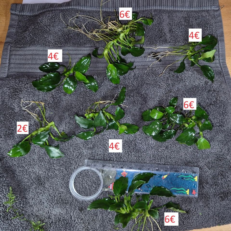 Anubias nana Bonsai, Zwergspeerblatt, Nano Aufsitzerpflanze ab 2€ in Dreieich