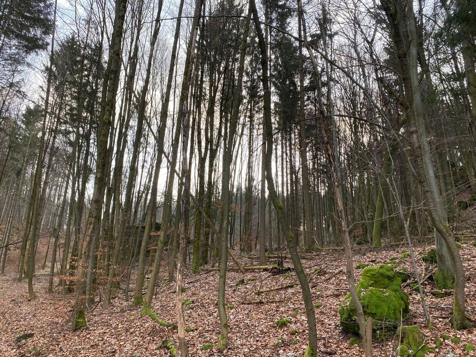 Verkaufe 5,11 ha Wald/Forst in 91349 Affalterthal (FO) in Egloffstein