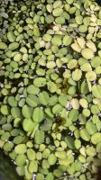 Schwimmpflanze "Gemeiner Schwimmfarn" - Salvinia natans Rheinland-Pfalz - Worms Vorschau