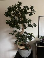 Bonsai / Ficus microcarpa 120 cm + Wurzel Hessen - Niedernhausen Vorschau