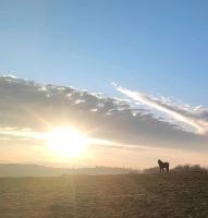 2  Pferdeboxen ab sofort frei Nordrhein-Westfalen - Meinerzhagen Vorschau