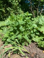 Minze Zitronenmelisse aus Biogarten Mellisse Minzepflanzen Niedersachsen - Lamstedt Vorschau