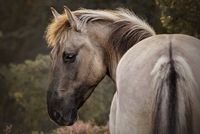 Biete Reitbeteiligung Niedersachsen - Lingen (Ems) Vorschau