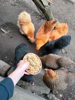Verschiedene zwerg hühner (zwerg wyandotten, brahmas,mixe, seiden Nordrhein-Westfalen - Vreden Vorschau