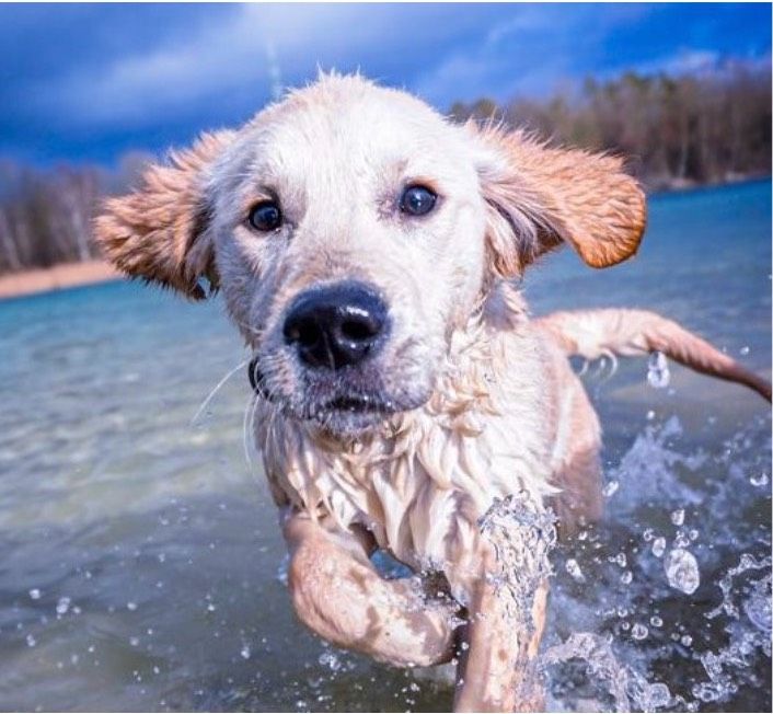 Hundebetreuung für Urlaub, Geschäftsreise oder Krankheit in Schwendi