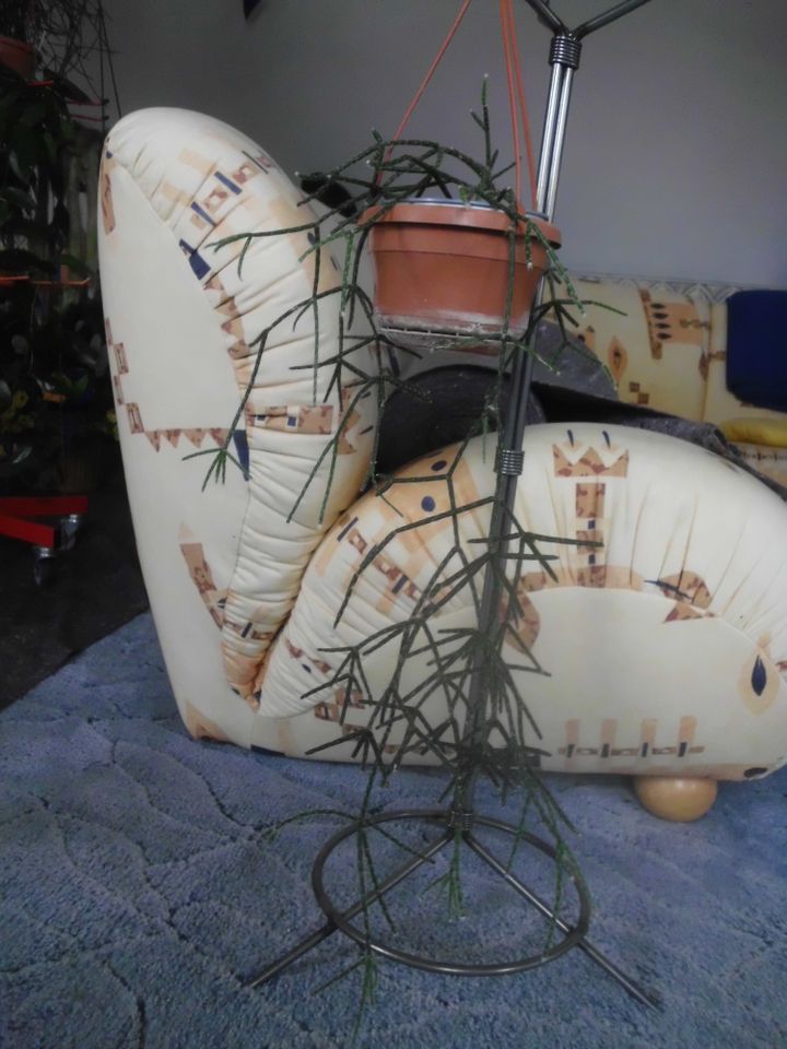 Rhipsalis **pilocarpa** große Pflanze in Veltheim