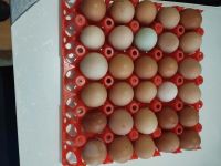 Eier Ei  von gesunden Hühner Sachsen-Anhalt - Bismark (Altmark) Vorschau